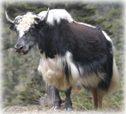 Yak